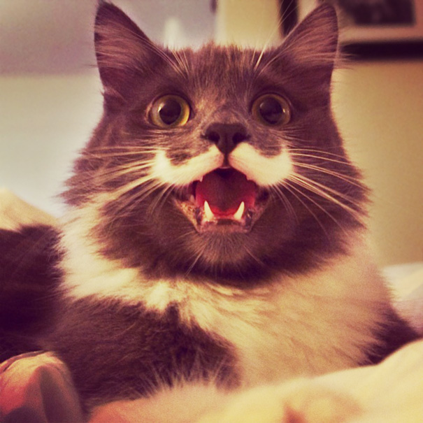 Happy 'stache Cat