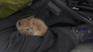 stray-kitten-photographer-Mitsuaki-Iwago-gif-4 stray-kitten-photographer-Mitsuaki-Iwago-gif-4