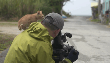 stray-kitten-photographer-Mitsuaki-Iwago-gif-6 stray-kitten-photographer-Mitsuaki-Iwago-gif-6