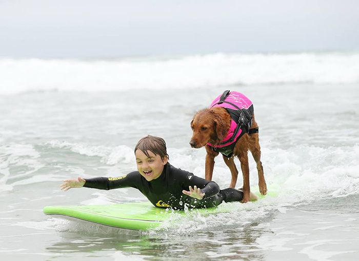 My Therapy Dog Ricochet Surfs With People With Disabilities, Helping Them Heal