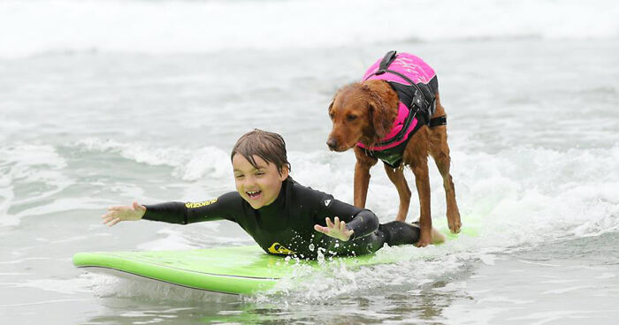 My Therapy Dog Ricochet Surfs With People With Disabilities, Helping Them Heal