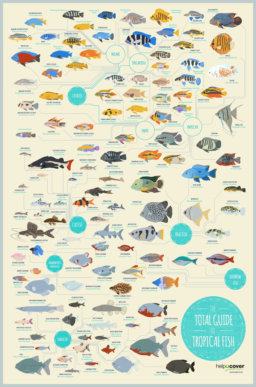 The Total Guide To Tropical Fish