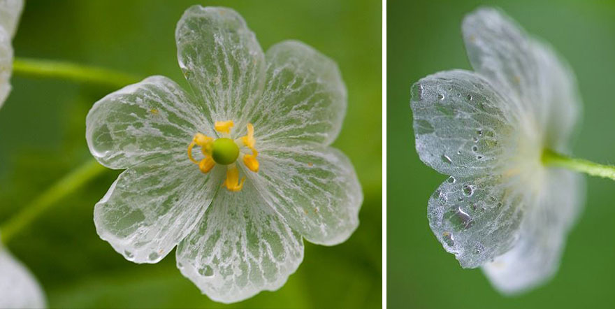 transparent-skeleton-flowers-in-rain-diphylleia-grayi-22 transparent-skeleton-flowers-in-rain-diphylleia-grayi-22