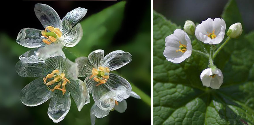 transparent-skeleton-flowers-in-rain-diphylleia-grayi-24 transparent-skeleton-flowers-in-rain-diphylleia-grayi-24