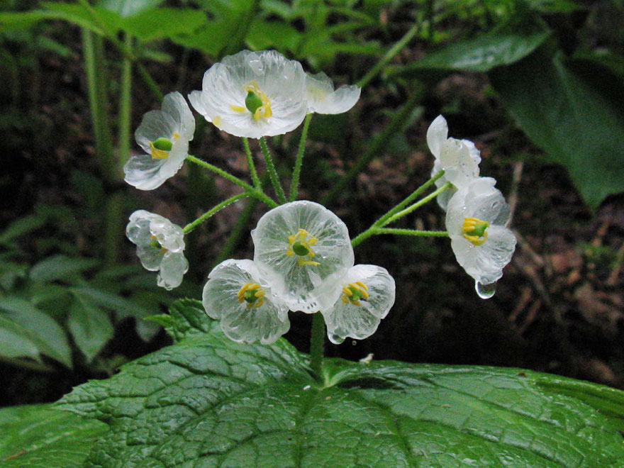 transparent-skeleton-flowers-in-rain-diphylleia-grayi-6 transparent-skeleton-flowers-in-rain-diphylleia-grayi-6