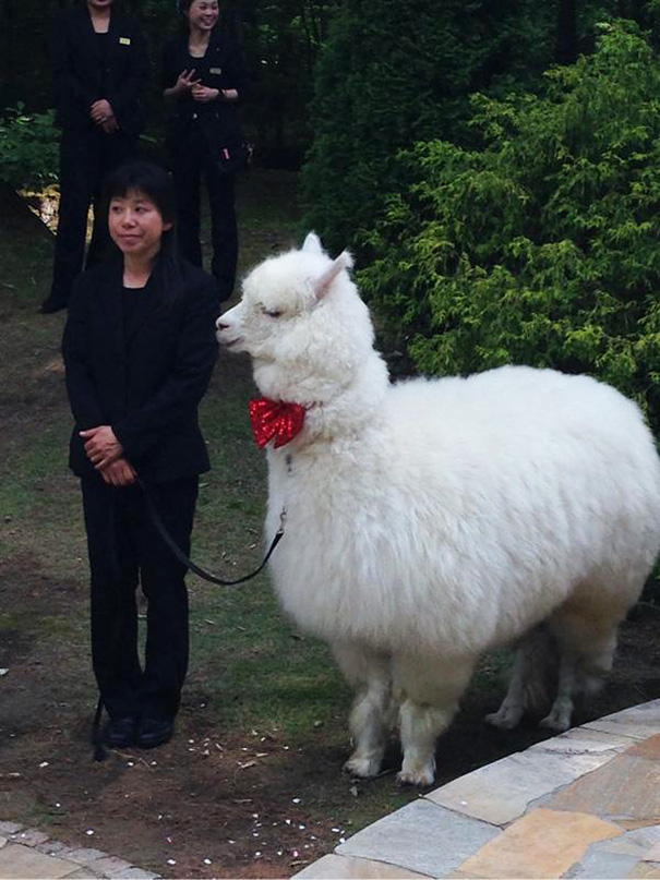 wedding-alpaca-witness-Epinard-Nasu-japan-4 wedding-alpaca-witness-Epinard-Nasu-japan-4