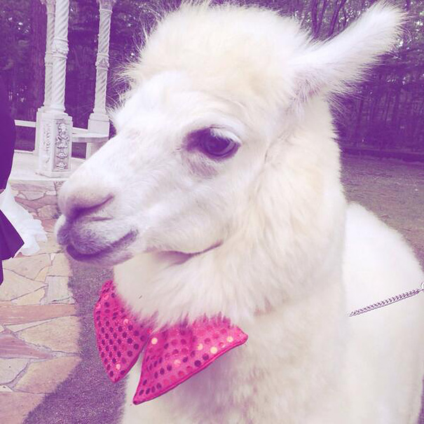 wedding-alpaca-witness-Epinard-Nasu-japan-6 wedding-alpaca-witness-Epinard-Nasu-japan-6