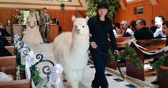 This Wedding Hall In Japan Will Loan You An Alpaca To Act As The Witness At Your Wedding
