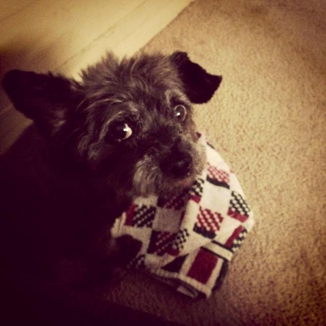 woman-adopts-abandoned-dying-dog-chester-nicole-elliott-12 woman-adopts-abandoned-dying-dog-chester-nicole-elliott-12