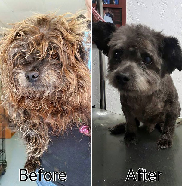 woman-adopts-abandoned-dying-dog-chester-nicole-elliott-6 woman-adopts-abandoned-dying-dog-chester-nicole-elliott-6