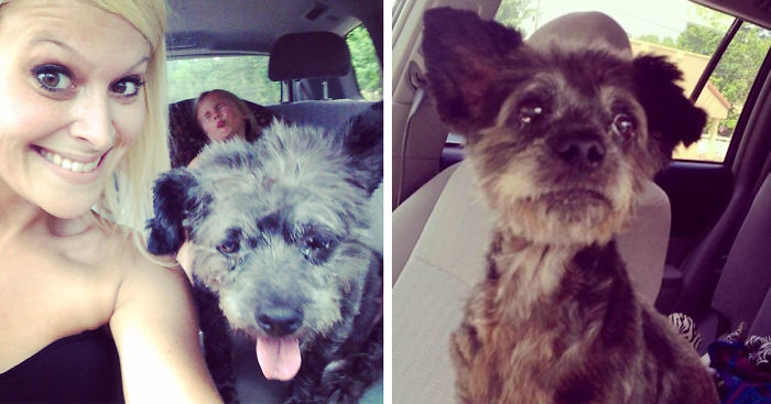 Woman Adopts Dying Dog To Make His Final Days As Happy As Possible