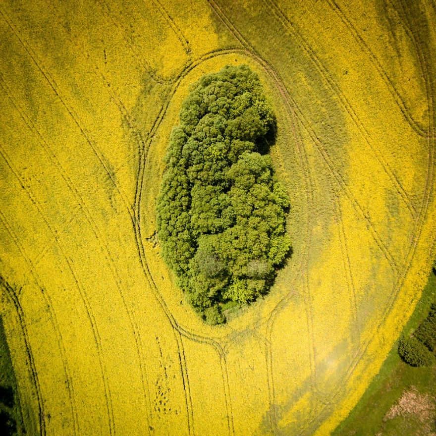 This Is How Birds See The World