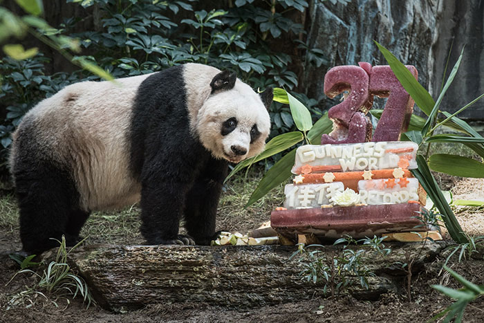World’s Oldest Panda Celebrates 37th Birthday And Sets Guinness World Record