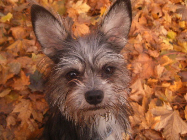 Einstein, The Chizer (chihuahua + Mini Schnauzer)
