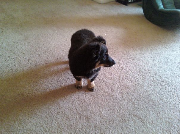 Corgi + Australian Shepherd (about Three Months Old)
