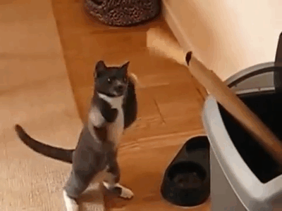 17 Moments When Trash Made Us Laugh (Cats And Otters Involved) 17 Moments When Trash Made Us Laugh (Cats And Otters Involved)