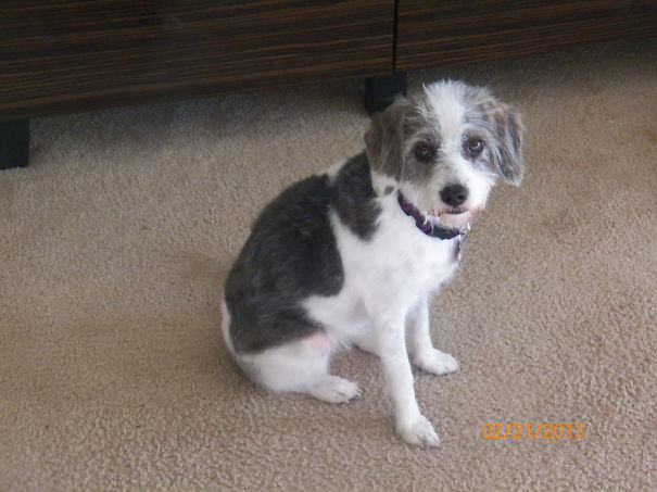 My Lily Bug. Beagle + Poodle Mix. (beoodle)