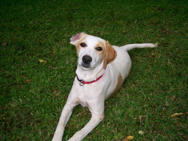 Pointerrier (english Pointer + Bull Terrier)