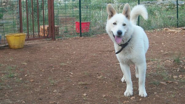 Snoop, A Dog From Our Shelter, Lab-husky Mix