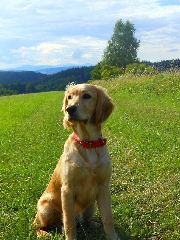 #160 Mela- Cocen Spanriver (cocker Spaniel X Golden Retriver)