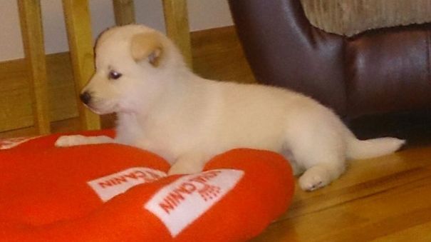 Lucy As A Puppy (husky/labrador)