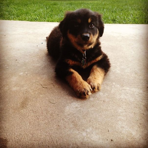 Magnolia (golden Rottie--golden Retriever/rottweiler Mix), 9 Weeks Old