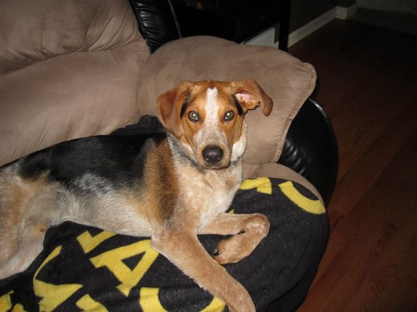 Blue Tick Hound And Australian Cattle Dog