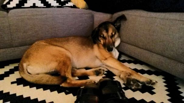 Siberian Mountain Hound Or Bavarian Husky (bavarian Mountain Hound + Siberian Husky)