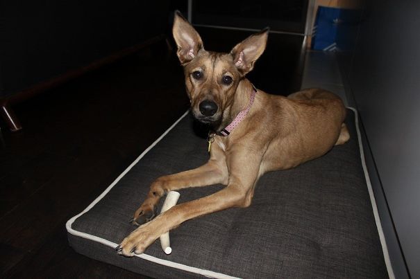 Kira/ German Shepperd Whippet Mix