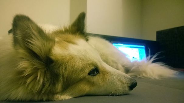 European Laika Vs Samoyed