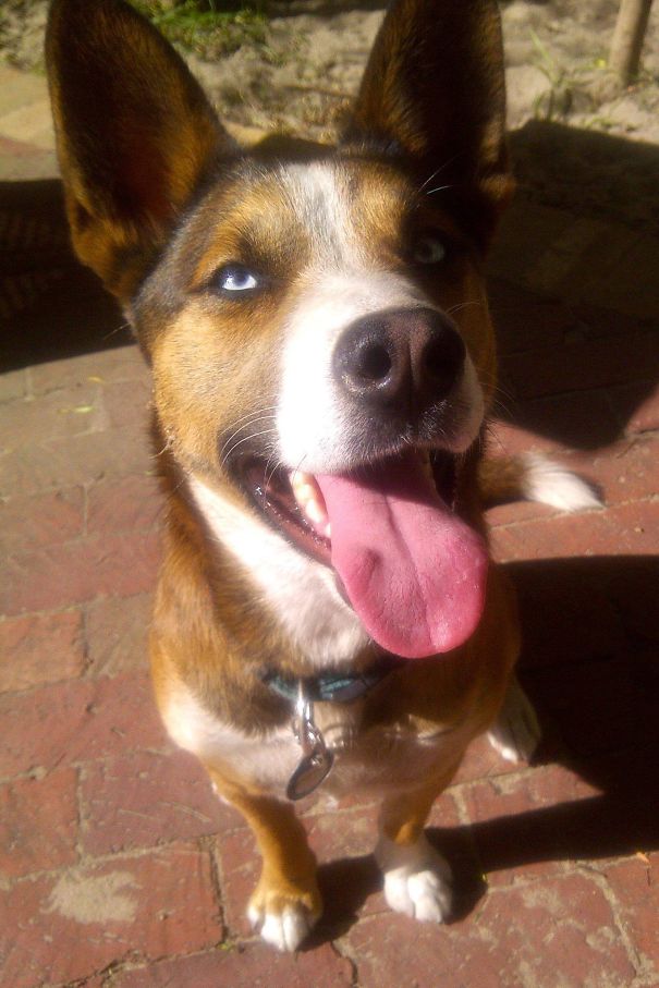 Our Pitsky (pitbull + Husky) Cosmo!