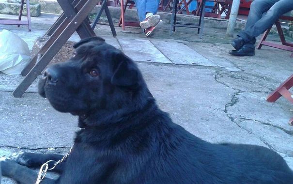 Lobao (shar-pei And Labrador Mix)
