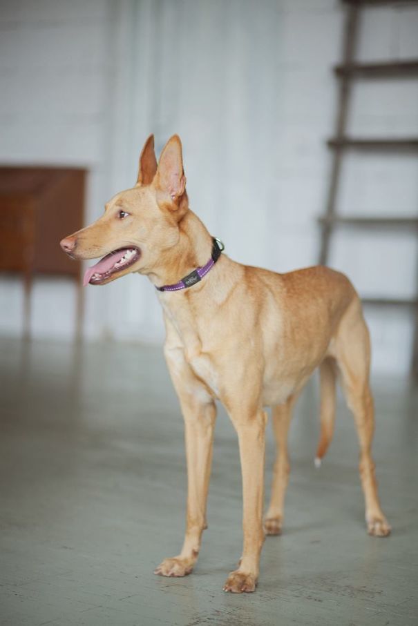 Lila Laika + Pharaoh Hound