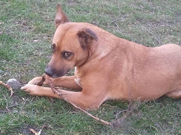 German Shepherd + Staford