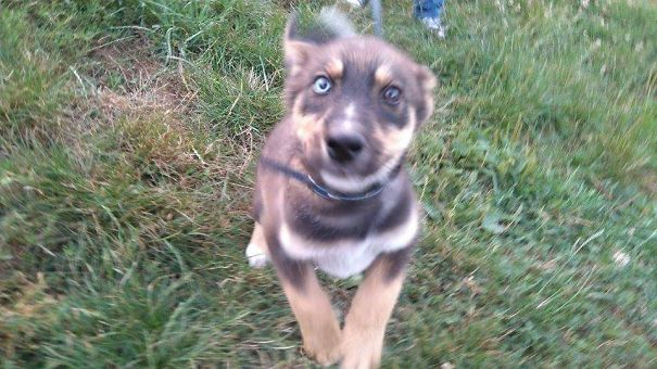 Loki, My Husky/german Shepherd Mix