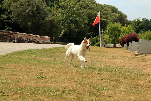 Border Collie + Unknown