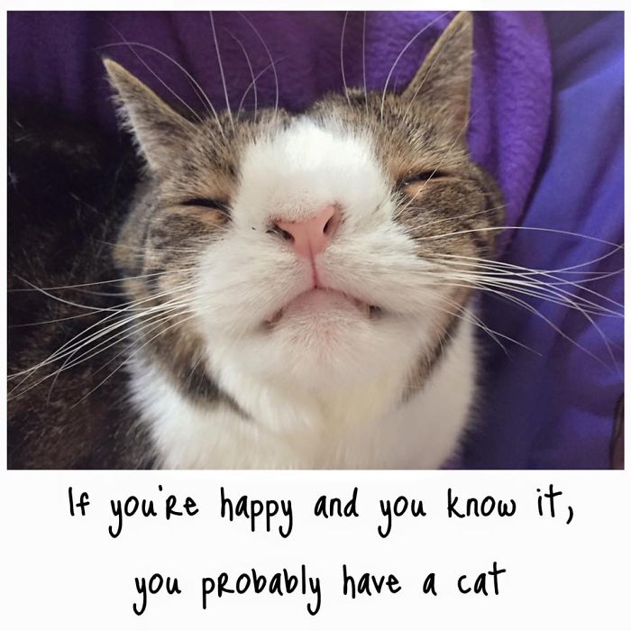 Our Cat Monty Is Not Perfect But Pawsome! Our Cat Monty Is Not Perfect But Pawsome!