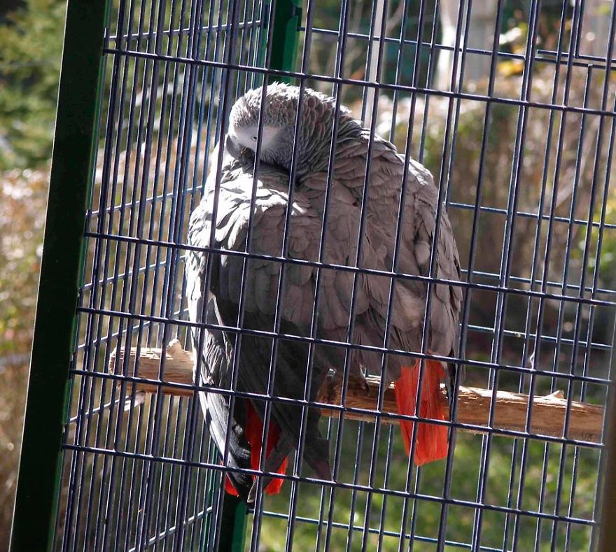 Our Parrots Cuddling. Although, This Wasn't For Warmth, This Is Love :p