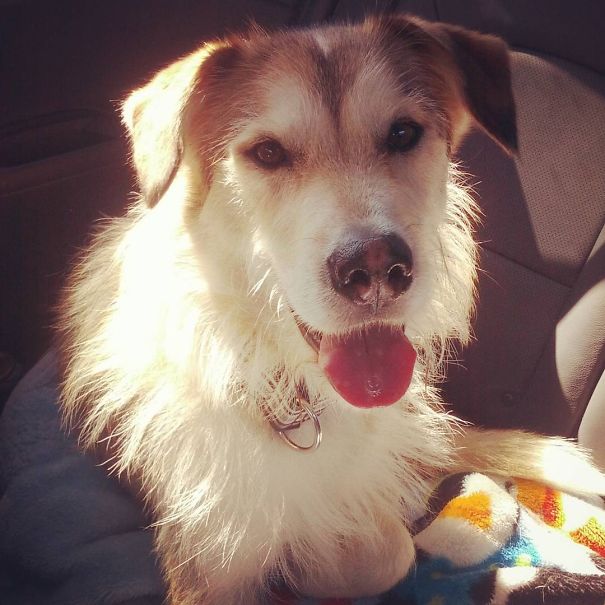 Luke; The Husky/terrier Mix (so I'm Told Haha)