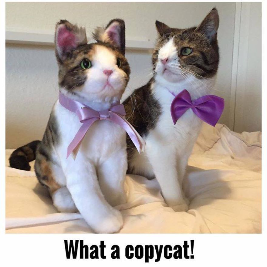 Monty Boy Memes Monty Boy Memes