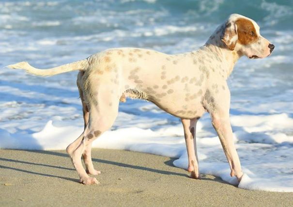 Dogo Tricolore (english Setter And Dogo Argentino)