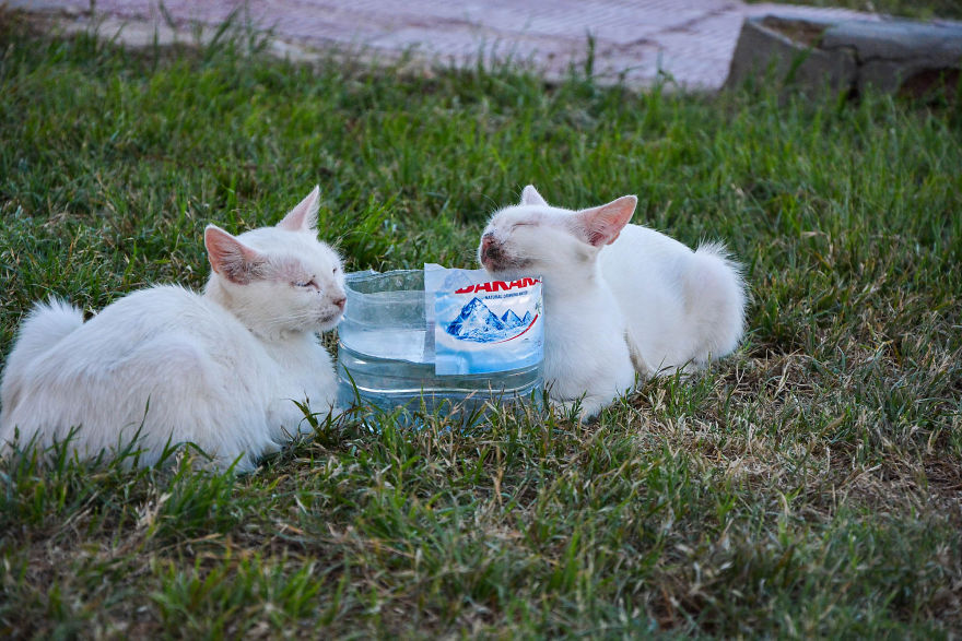 Kind Man Rescues Poor Kittens In Egypt