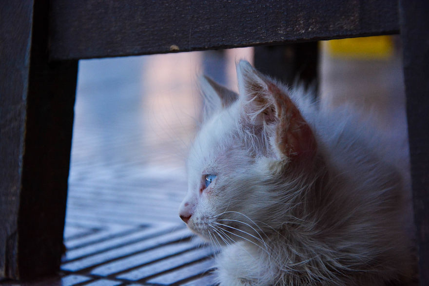 Kind Man Rescues Poor Kittens In Egypt