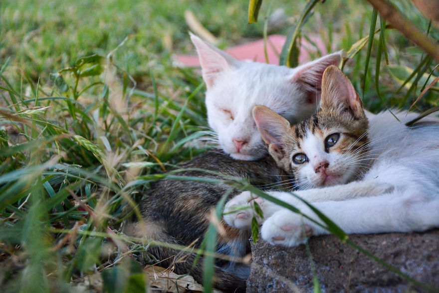 Kind Man Rescues Poor Kittens In Egypt
