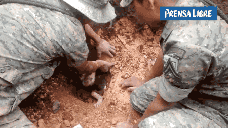 10 Heart-warming Gifs Of Humans Rescuing Animals That Will Restore Your Faith In Humanity
