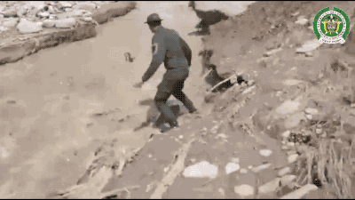 10 Heart-warming Gifs Of Humans Rescuing Animals That Will Restore Your Faith In Humanity