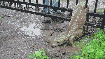 10 Heart-warming Gifs Of Humans Rescuing Animals That Will Restore Your Faith In Humanity