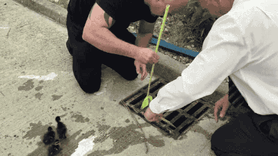 10 Heart-warming Gifs Of Humans Rescuing Animals That Will Restore Your Faith In Humanity