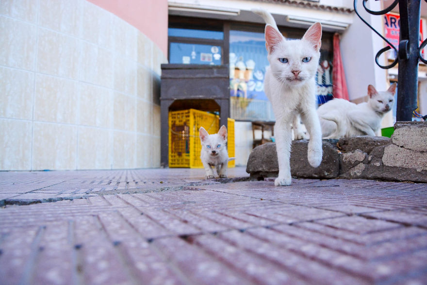 Kind Man Rescues Poor Kittens In Egypt