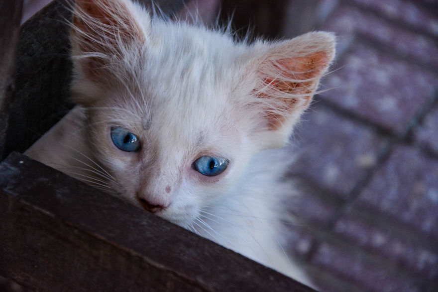 Kind Man Rescues Poor Kittens In Egypt